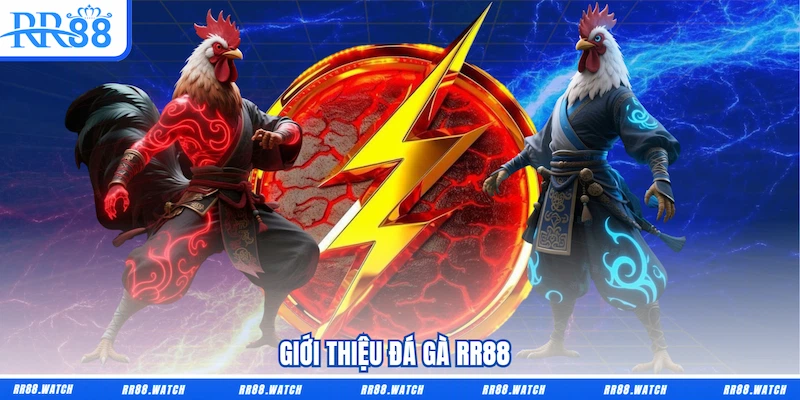 Giới thiệu Đá gà RR88